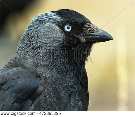 Jackdaws Are Two Species Of Bird In The Genus Coloeus Closely Related To, But Generally Smaller Than