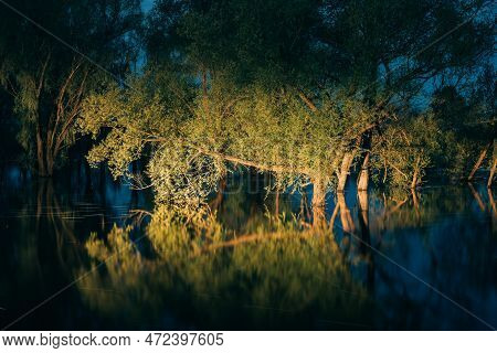 Night Landscape With Trees That Standing In Water During Spring Flood Floodwaters In Moonlight. Tree