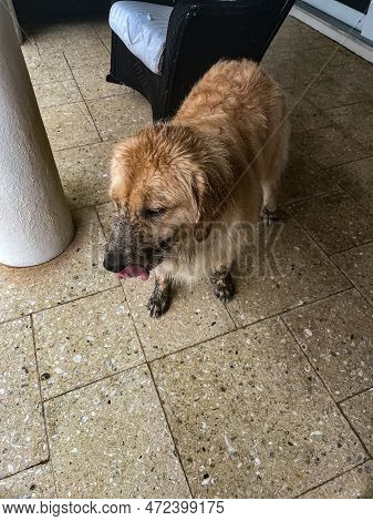 Naughty Muddy Dog In The Back Yard