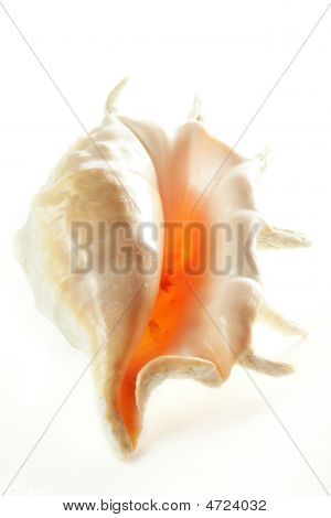 Obrácený Shell