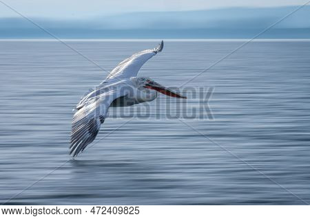 Slow Pan Of Dalmatian Pelican Crossing Lagoon