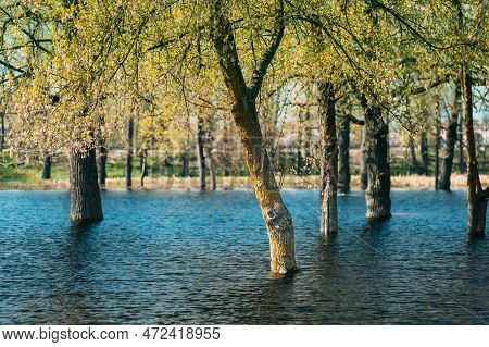 Trees That Standing In Water During Spring Flood Floodwaters. Ripples On Water. Water Deluge During 