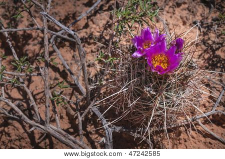 Fleur de Cactus sauvage