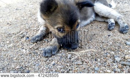 A Puppy Taking A Glance While Taking Rest