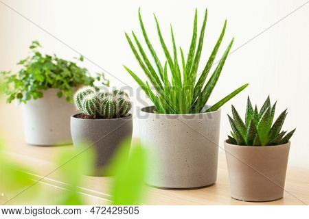 Green Houseplants Cactus Succulent Aloe Vera, Gasteria Duval, Pilea Depressa, Parodia Warasii