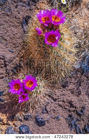 Fleur de Cactus sauvage