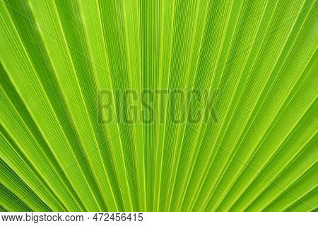 Palm Leaves Texture With Shadow And Light. Palm Leaves Of Bright Green And Yellow Colors. Tropical B