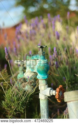 Picturesque Sprinkler Valve Rusted To A Vibrant Green Blue Color, Surrounded By Purple Lavender Blos