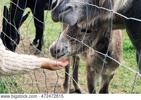 Close-up Of A Woman Manually Feeding A Lot Of Donkeys In An Open Pen In A Large Zoological Park. A W