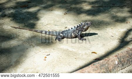 Grey Iguana Lizard Outdoor. Iguana Lizard Outside. Iguana Lizard In Nature.