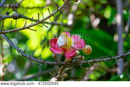 Cannonball Flower In Nature. Cannonball Flower Plant. Cannonball Flower Tropical Plant.