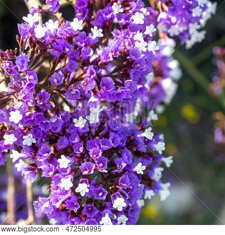 Limonium Sinuatum, Commonly Known As Wavyleaf Sea Lavender, Statice, Sea Lavender, Notch Leaf Marsh 