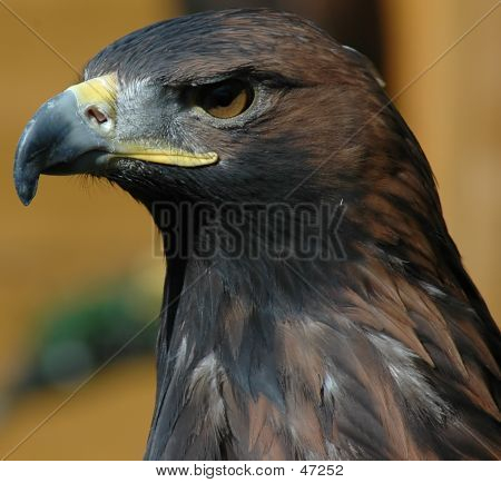 Portrait de l'aigle