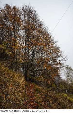 2022 10 23 Durlo Autumn Tree