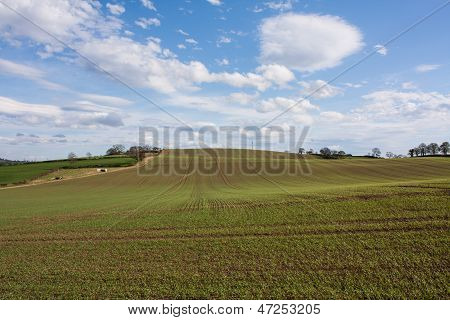 Grass Farm