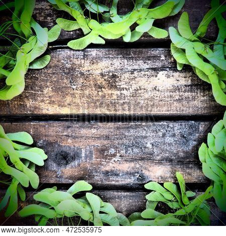 Green Maple Seeds Along The Edges Of A Wooden Background Made Of Horizontal Planks. Frame Or Blank F