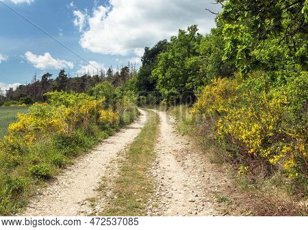 Cytisus Scoparius, The Common Broom Or Scotch Broom Yellow Flowering In Blooming Time And Dirt Road,