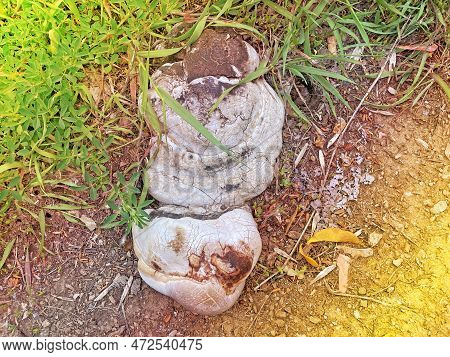 This Fungus Is Called Fomes Fomentarius But Is Better Known As Tinder Fungus Because It Was Used Tin