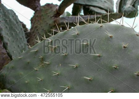 Cactus Needles Opuntia Polyacantha Close-up. It Is A Common Cactus Species Known Collectively As The