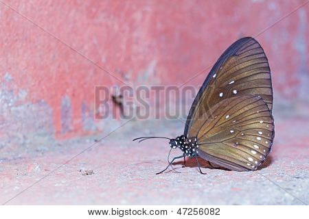 Lange eingebrannten blaue Krähe Schmetterling