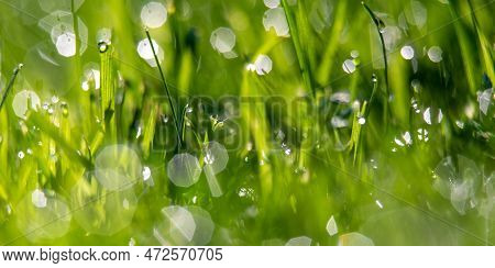 Early Morning Grass Dew On Back Yard Lawn