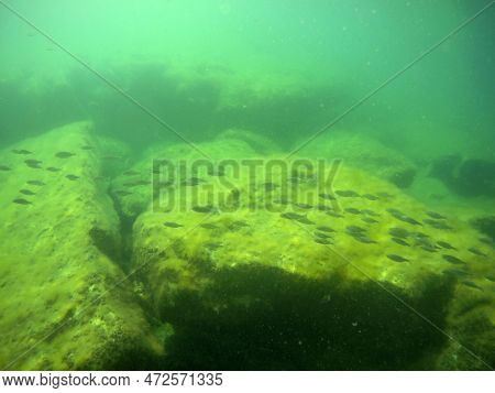 Flock Of Fish In The Caspian Sea. Jamb Of Roach. Caspian Sea. Month Of June 2021 Year.