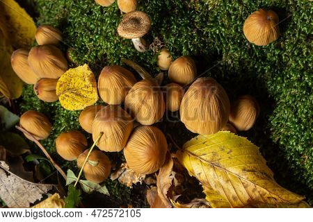 Coprinellus Micaceus Growing On Rotten Stumb. Many Little Mica Cap Mushrooms In An Autumn Forest. Gr