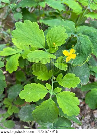 Close-up Of Greater Celadine With Selective Focus On Foreground