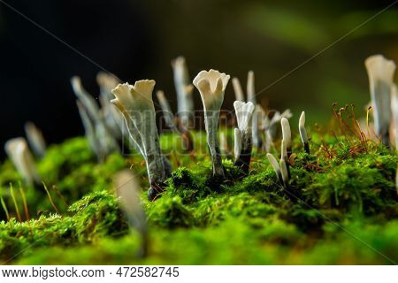 Amazing Litte Mushroom Looks Like Branches With Drops Of Dew - Xylaria Hypoxylon.