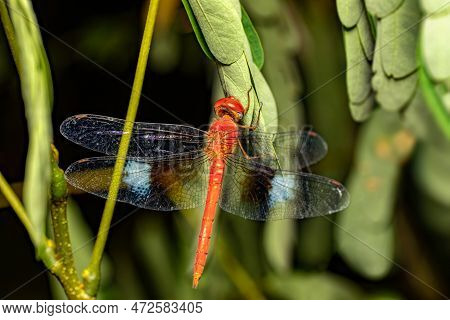 Coral-tailed Cloudwing ,male (tholymis Tillarga), Species Of Dragonfly In The Family Libellulidae. M