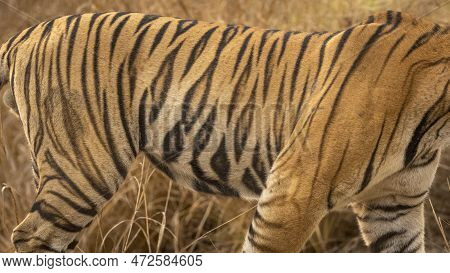 Wild Bengal Male Tiger Or Panthera Tigris Side Profile Stripes Pattern Background Texture In Orange 