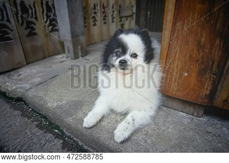 A Black-white Dog Lay On The Ground In Samchuk Old Market, Suphan Buri Province, Thailand.