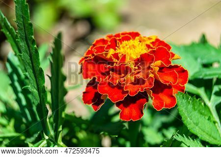 Fine Wild Growing Flower Marigold Calendula On Background Meadow