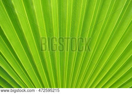 Palm Leaves Texture With Shadow And Light. Palm Leaves Of Bright Green And Yellow Colors. Tropical B