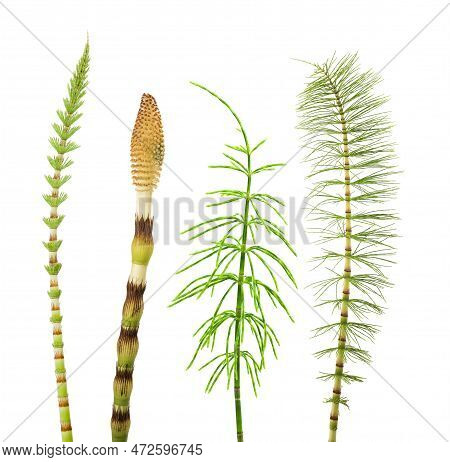 Horsetail Set Isolated  On A White Background