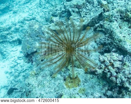 Klunzinger Feather Star Or Lamprometra Klunzingeri In The Depths Of The Indian Ocean, Maldives Trave