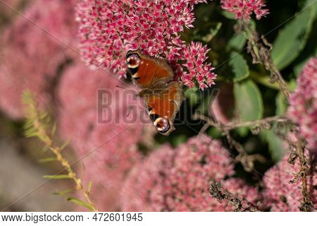 A Peacock Butterfly Is Eating On A Pink Sedum Flower - Hare Cabbage. A Flowerbed With Flowers Pollin