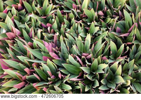 High Angle View Of Moses-in-the-cradle - Tradescantia Spathacea Leaves