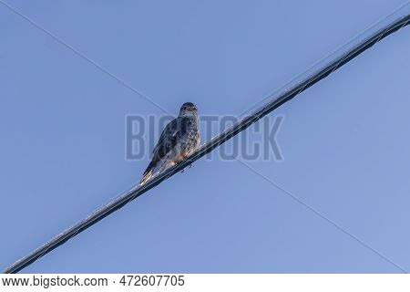 The Merlin (falco Columbarius), Juvenile Bird.  Is A Small Species Of Falcon. Natural Scene From Wis