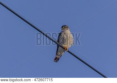 The Merlin (falco Columbarius), Juvenile Bird.  Is A Small Species Of Falcon. Natural Scene From Wis