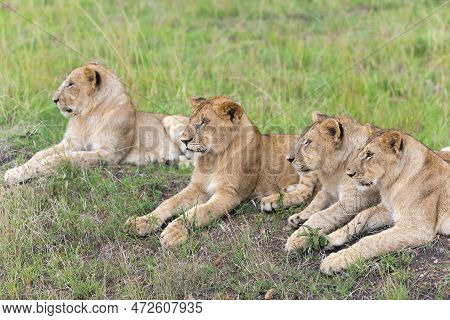 Four Lovely Young Lion Panthera Leo, Or Simba In Swahili Cub Resting On The Grass In The Savannah In