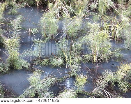 Small Sprouts Of Fir Trees Sprout In Spring In A Flooded Swamp