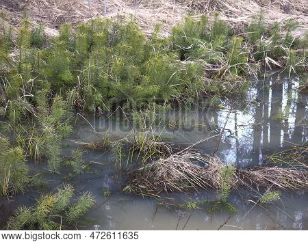 Small Sprouts Of Fir Trees Sprout In Spring In A Flooded Swamp