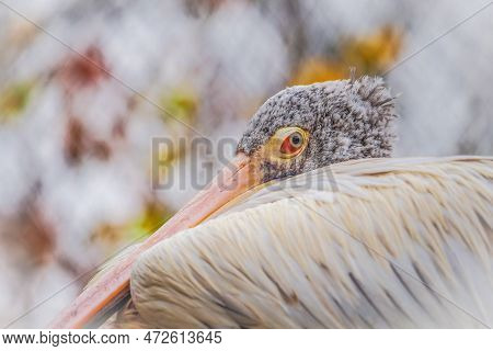 Portrait Spot Billed Pelican (pelecanus Philippensis)  With Light Background. Shot Of Live Animals. 