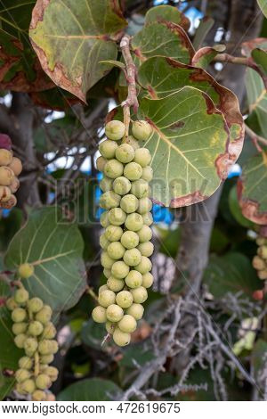 Coccoloba Uvifera As A Decorative Plant With Fruits, Growing In A Park. Fruits Are Used For Eating, 