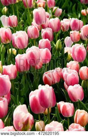 Bright Light Pink And White Tulips Close-up At Goztepe Park During The Annual Tulip Festival In Ista