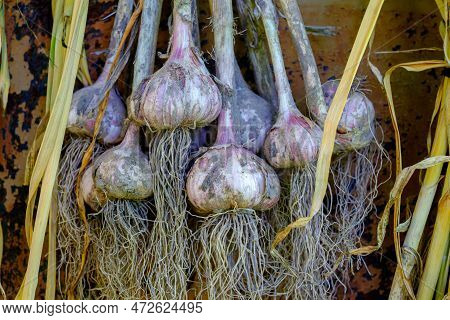 Garlic. Drying Garlic After Harvest. Garlic Cloves In A Bundle
