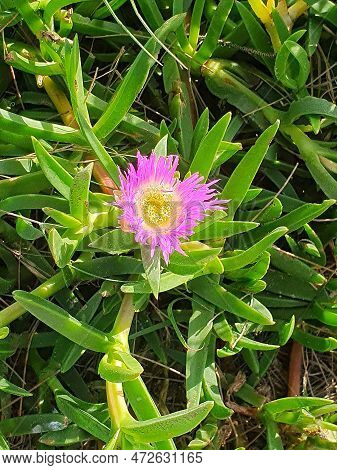 Amidst The Green Of Its Petals, A Beautiful Flower Known As Eleven Hours Blooms.