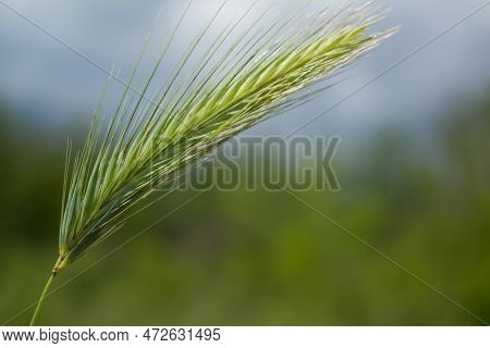 Small Spike Of Grass. Sunny Day.