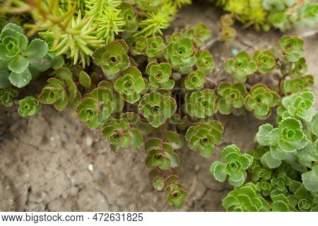 Green Plant Of 'john Creech' Stonecrop, Sedum Spurium Summer Glory Green Roof Plants In The Garden. 